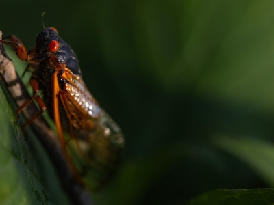 Swamp Firefly
