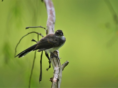 Swamp Flycatcher