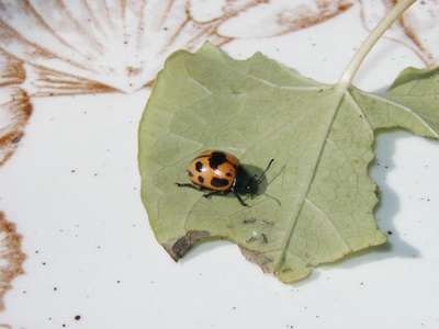 Swamp Milkweed Leaf Beetle