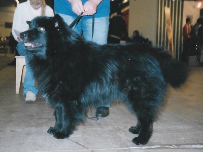 Swedish Lapphund