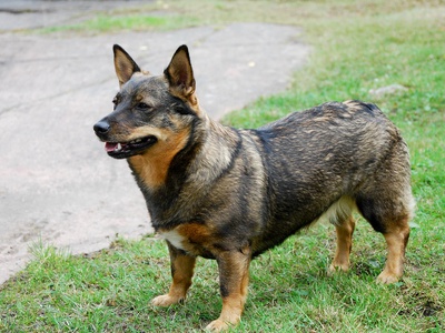 Swedish Vallhund