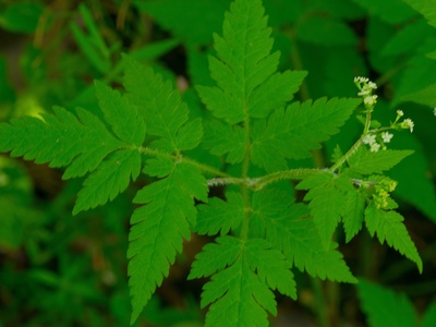 Sweet Cicely