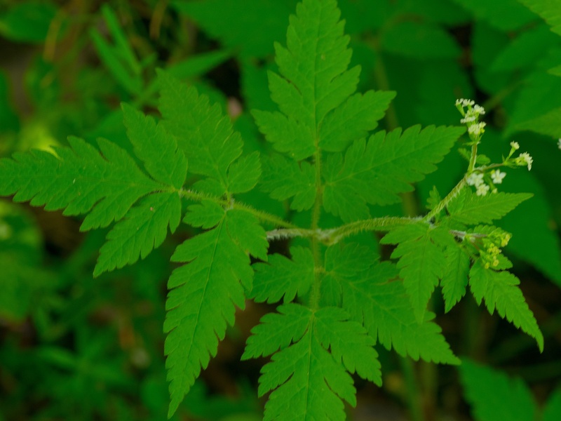 White Herbs: The Complete List - Flora Fauna Fun