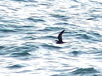 Swinhoe's Storm Petrel