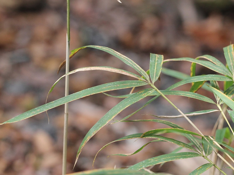 Congaree National Park Plants: The Complete List - Flora Fauna Fun