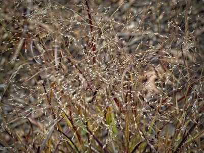 Switchgrass