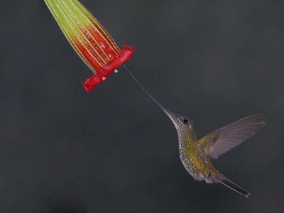 Sword-billed Hummingbird