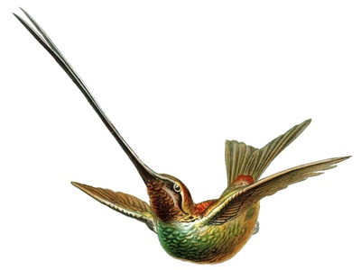 Sword‑billed Hummingbird