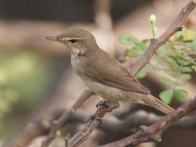 Sykes's Warbler