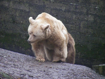 Syrian Brown Bear