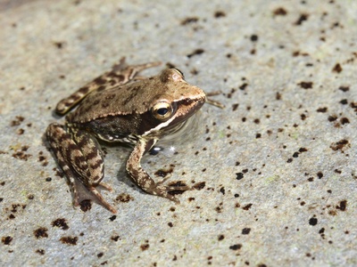 Syrian Spadefoot Toad