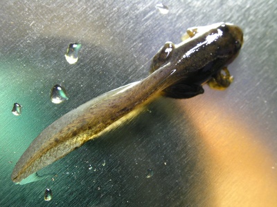 Tailed Tadpole Frog