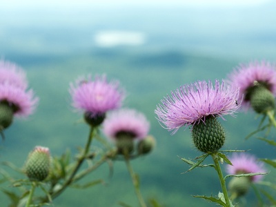 Tall Thistle