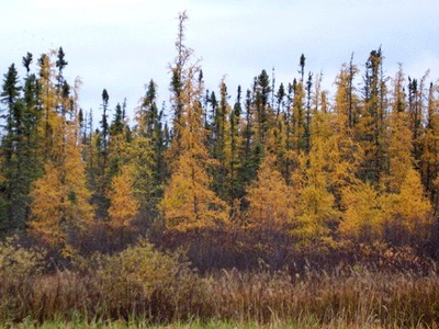 Tamarack Larch