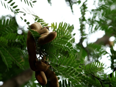Tamarind