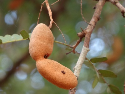 Tamarind