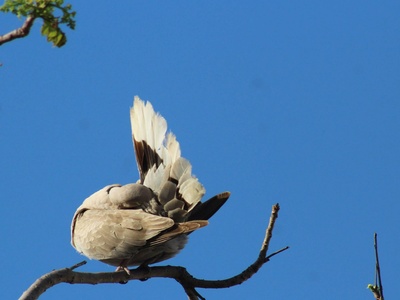 Tambourine Dove