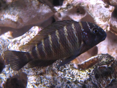 Tanganyika cichlid (Tropheus moorii)