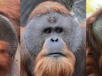 Tapanuli Orangutan