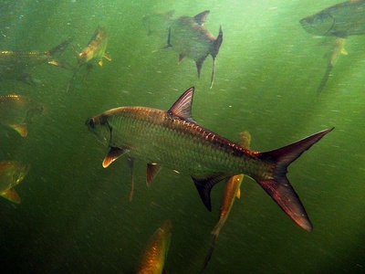 Tarpon