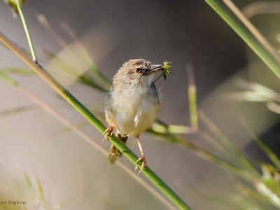 Tawny-flanked Prinia