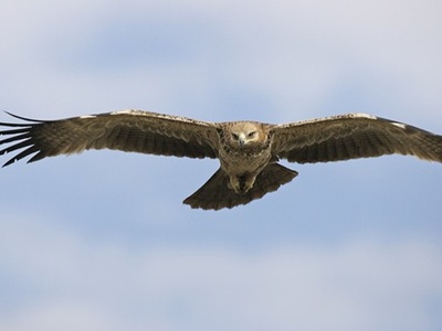 Tawny Eagle
