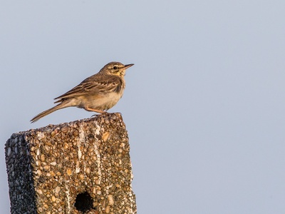Tawny Pipit