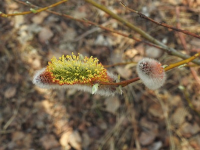 Tea-leaved Willow