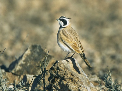 Temminck's Lark