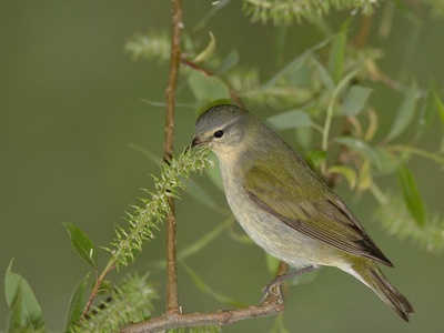 Tennessee Warbler