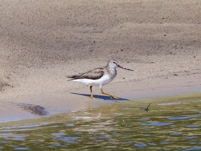 Terek Sandpiper