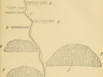 Termites (fungus-growing) 