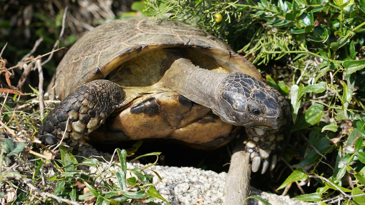 Coastal maquis and rocky habitat supporting reptiles and mammals in Montenegro