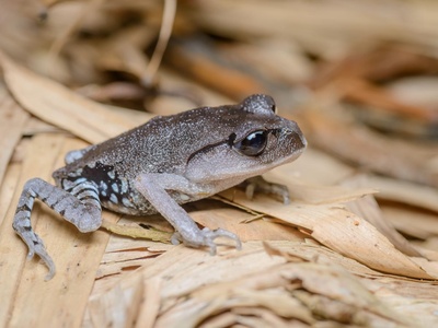 Thai Spadefoot Toad