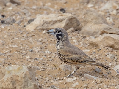 Thick-billed Lark
