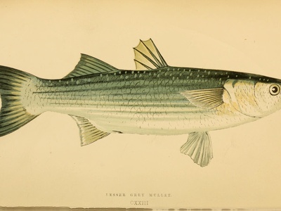 Thicklip Grey Mullet