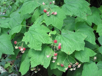Thimbleberry