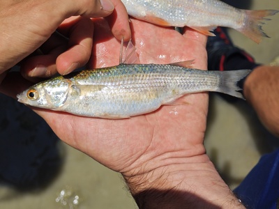 Thinlip mullet