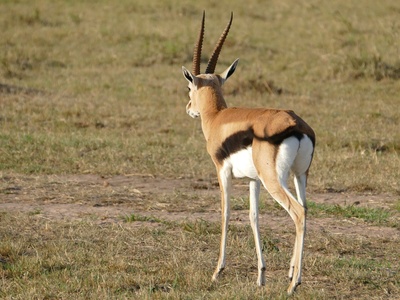 Thomson's gazelle