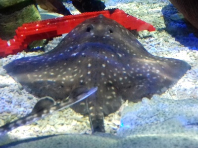 Thornback ray