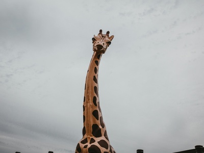 Thornicroft's giraffe