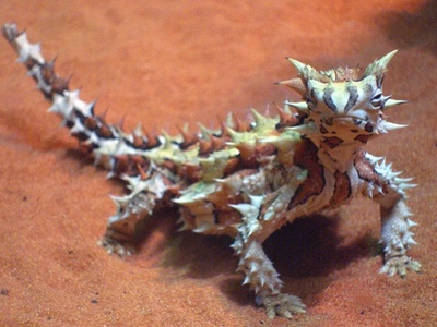 Thorny devil