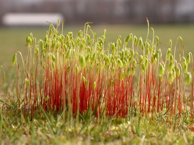 Thread moss