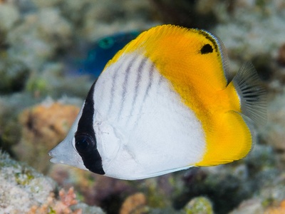 Threadfin butterflyfish