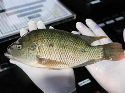 Three-spot Tilapia