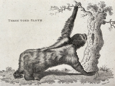 Three-toed sloth
