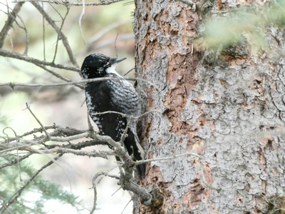 Three-toed Woodpecker