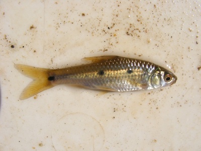 Threespot Barb