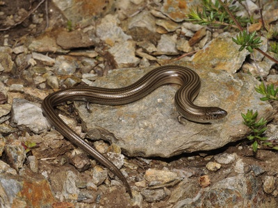 Three‑toed skink