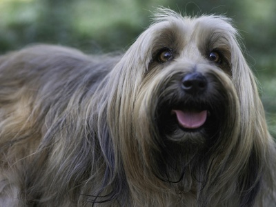 Tibetan Terrier